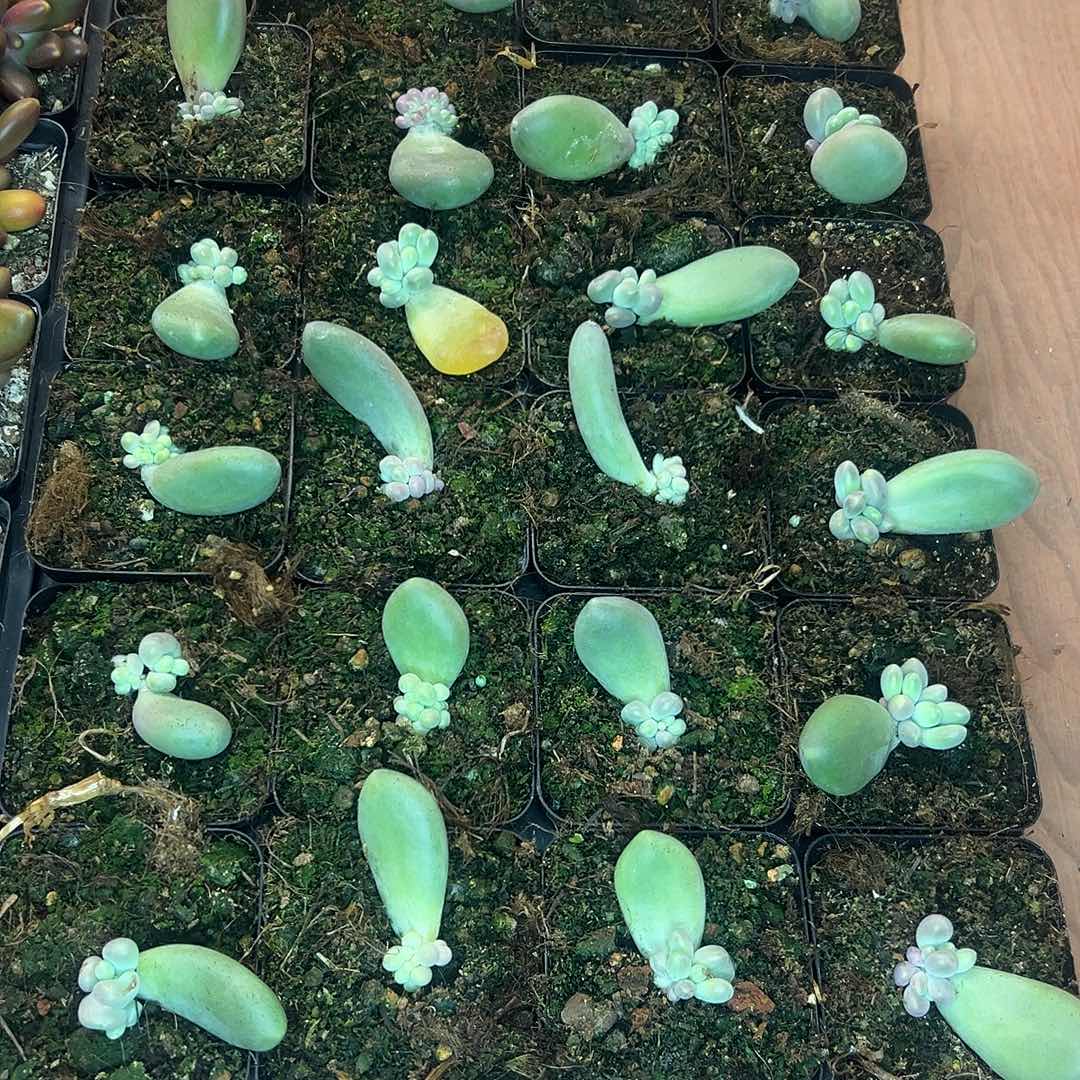 郁***仔24颗刚果奶，一物一拍