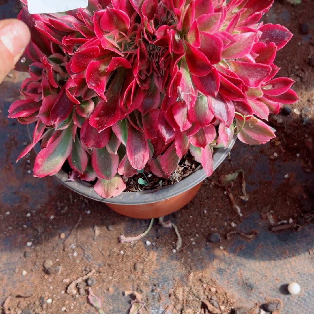 我3676 号多肉法师新年福利