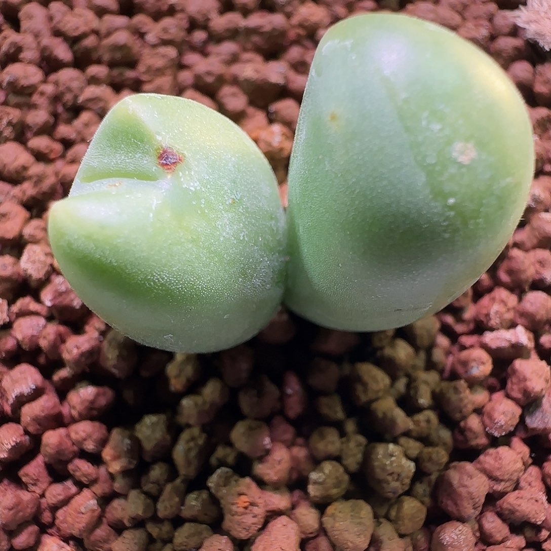 小海豚带锦的。      436