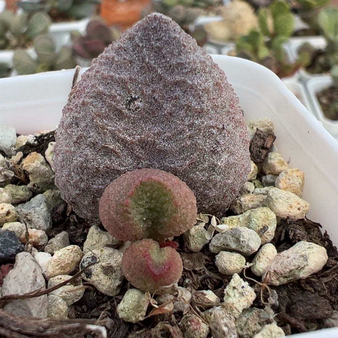水蜜桃大苗多肉植物水泡