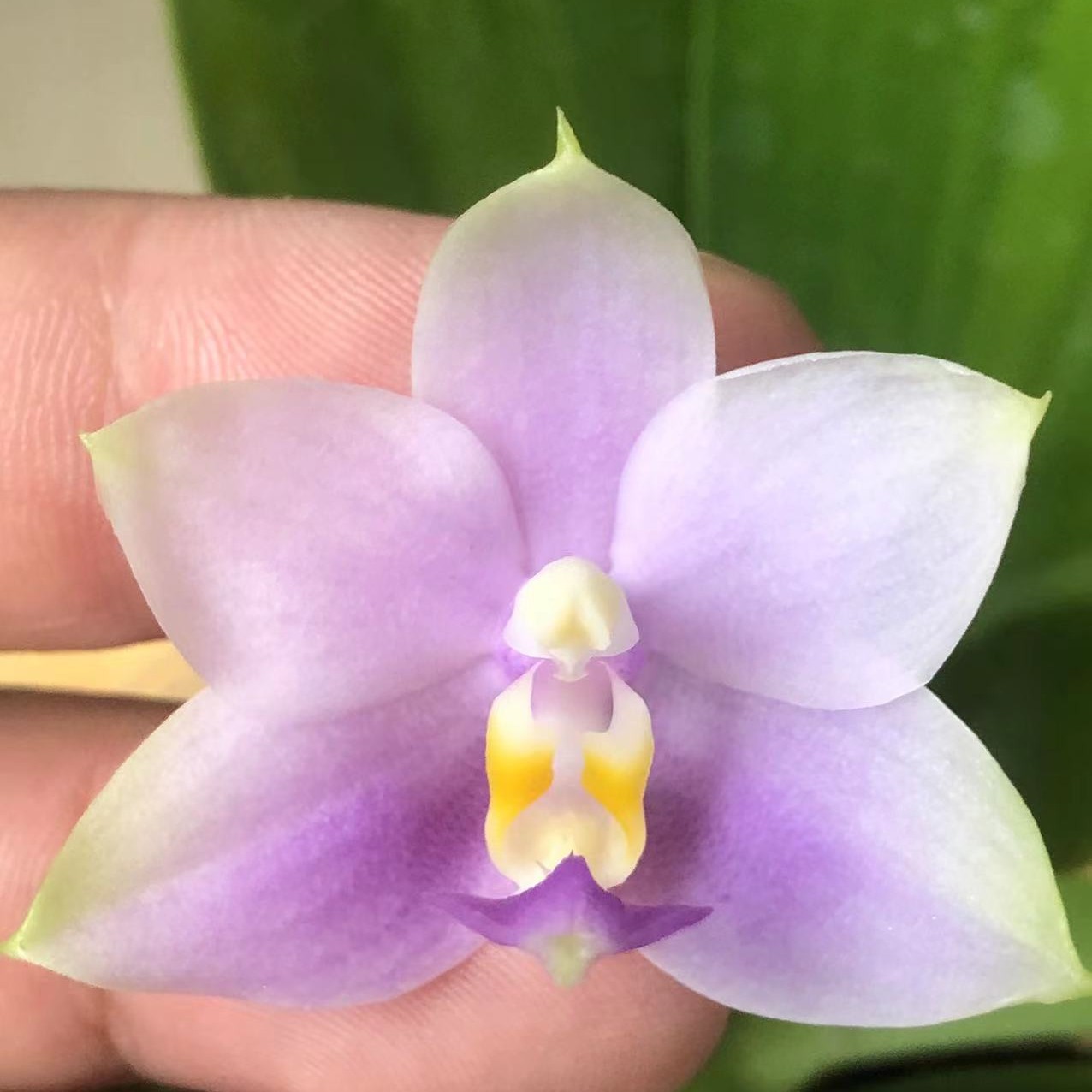 珍奇类浓香型蝴蝶兰