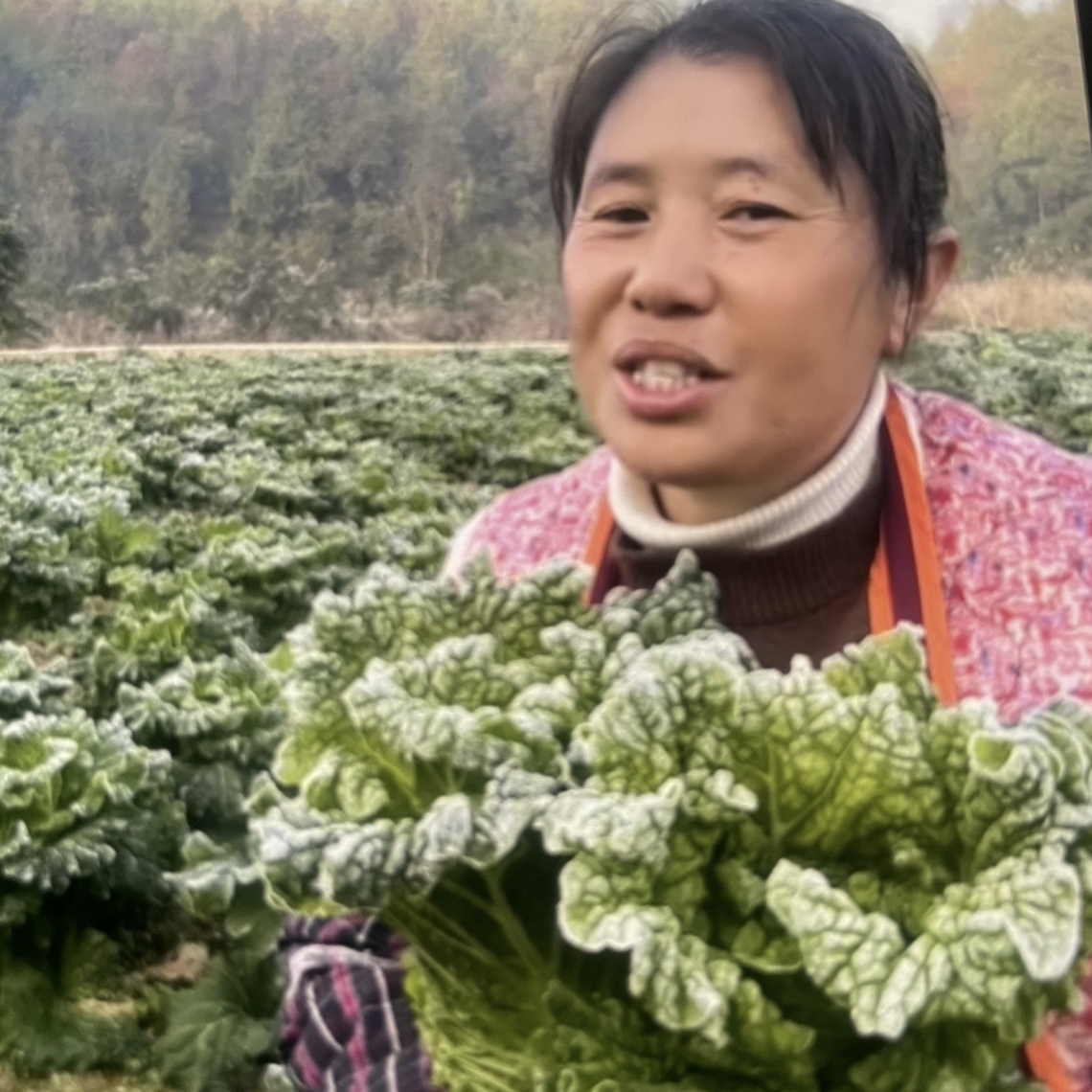 贵州遵义农户自种露天青口白菜绿色健康3斤起包邮