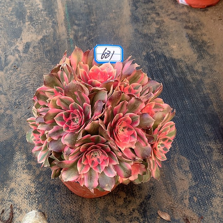 点*I香妃多肉植物681