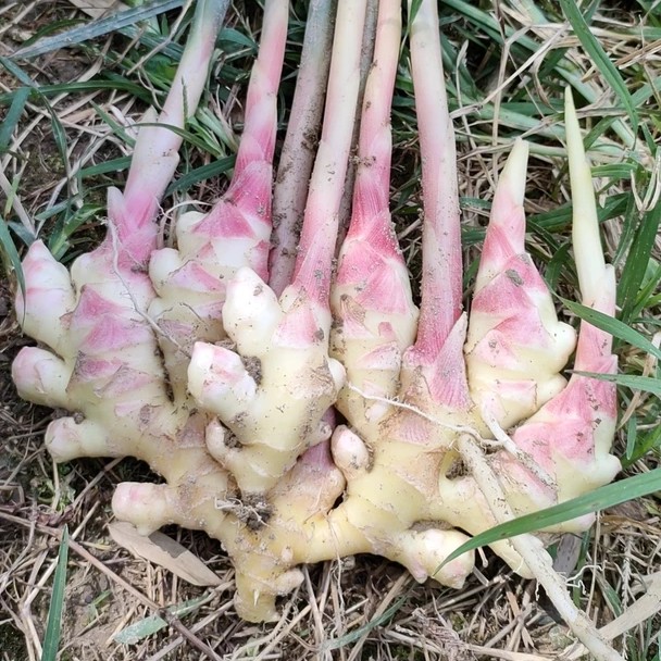 新鲜现挖嫩红芽子姜脆嫩爽口可腌制泡姜糟姜