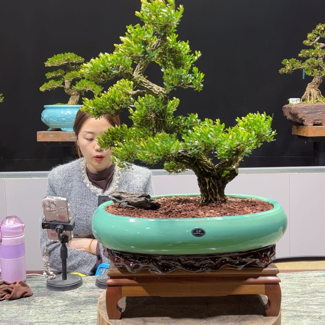 四季常青老桩黄杨盆景