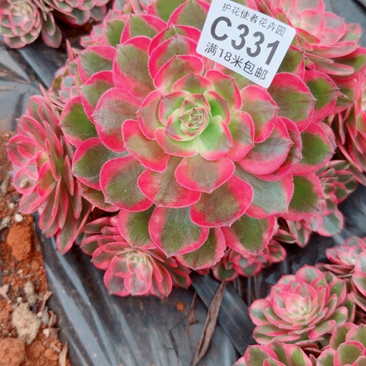 多肉 赤子心多肉法师植物
