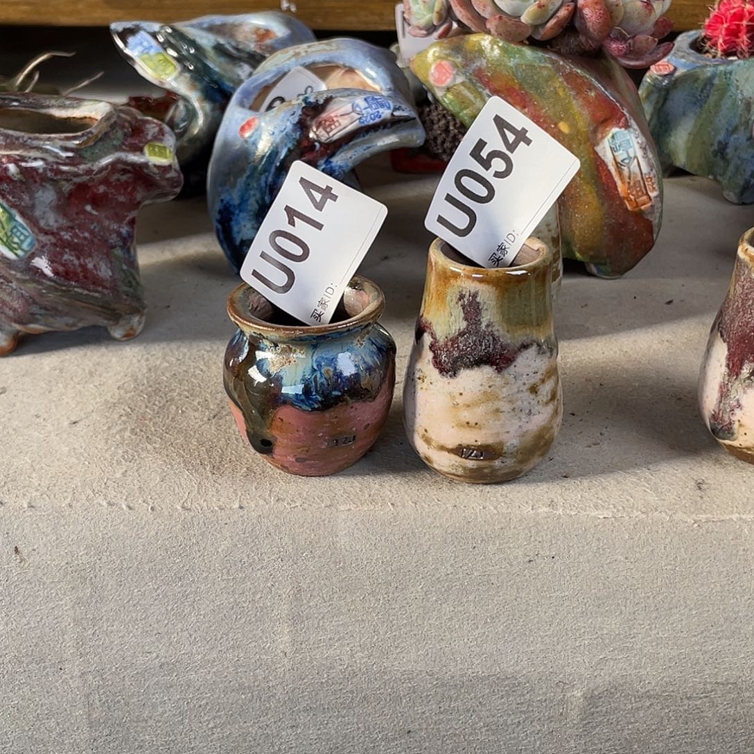 周***周坛子姐多肉花盆内口