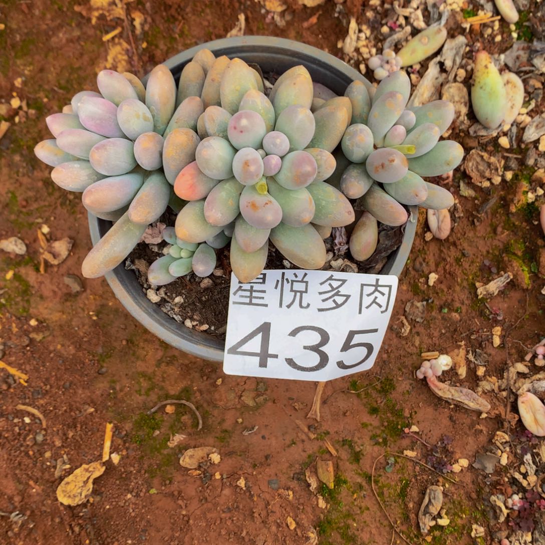 435月美人精品多肉