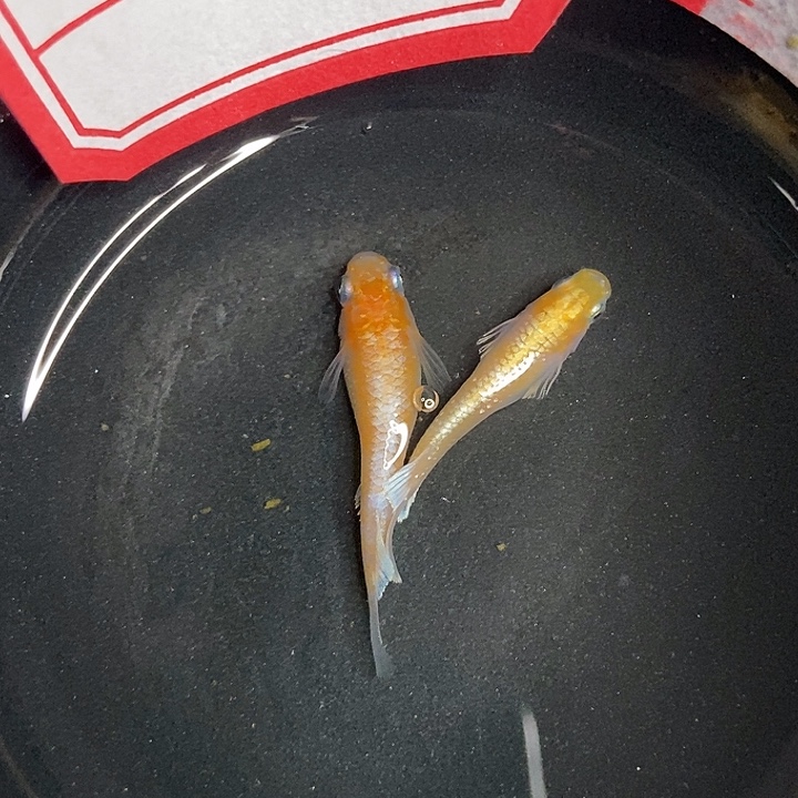 青鳉鱼墨子青鱂18号金赤壁