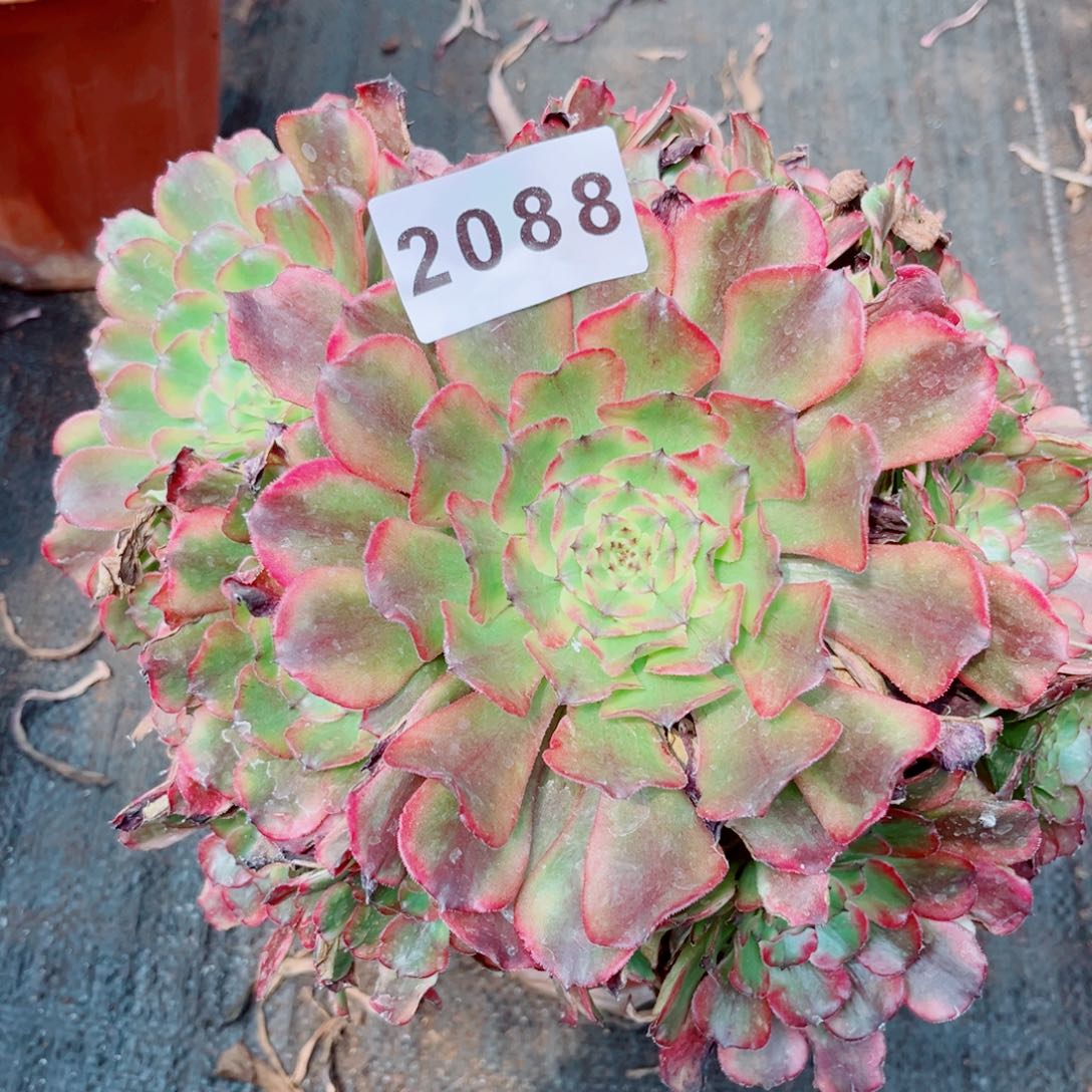 紫薇捧花多肉发货