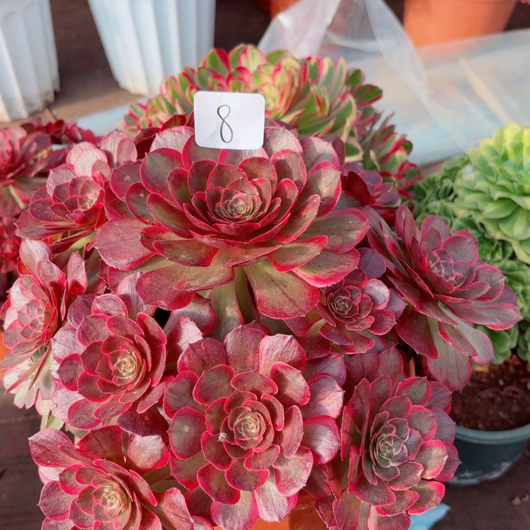 一物一拍多肉法师08