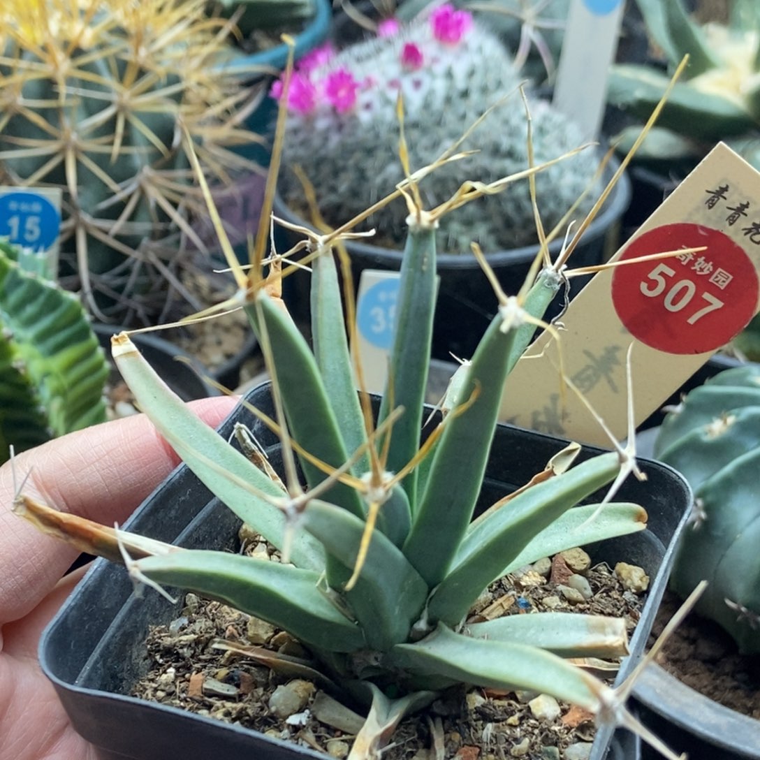 实生老光山一棵仙人球