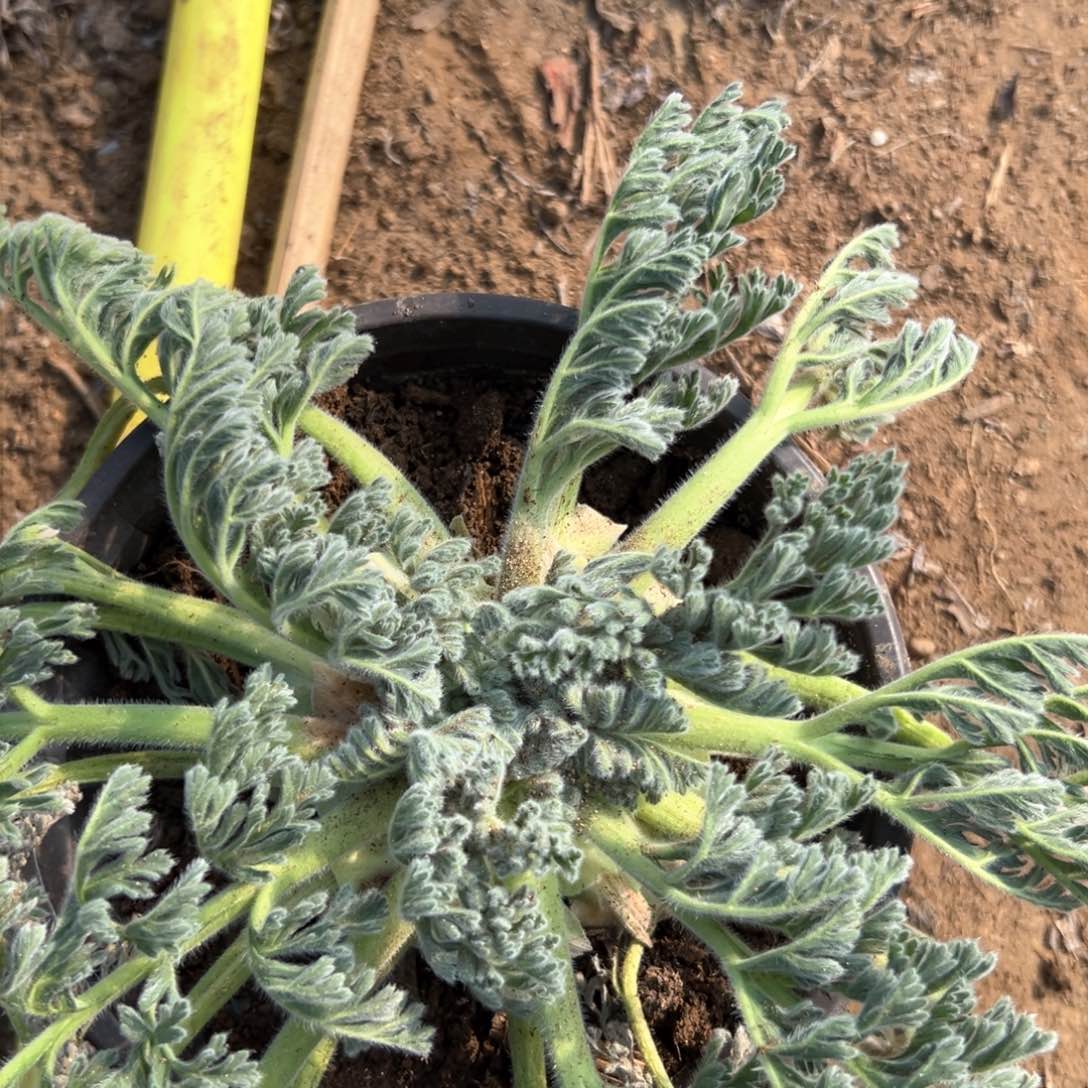 羽衣羊奎多肉植物植物中央音乐学院