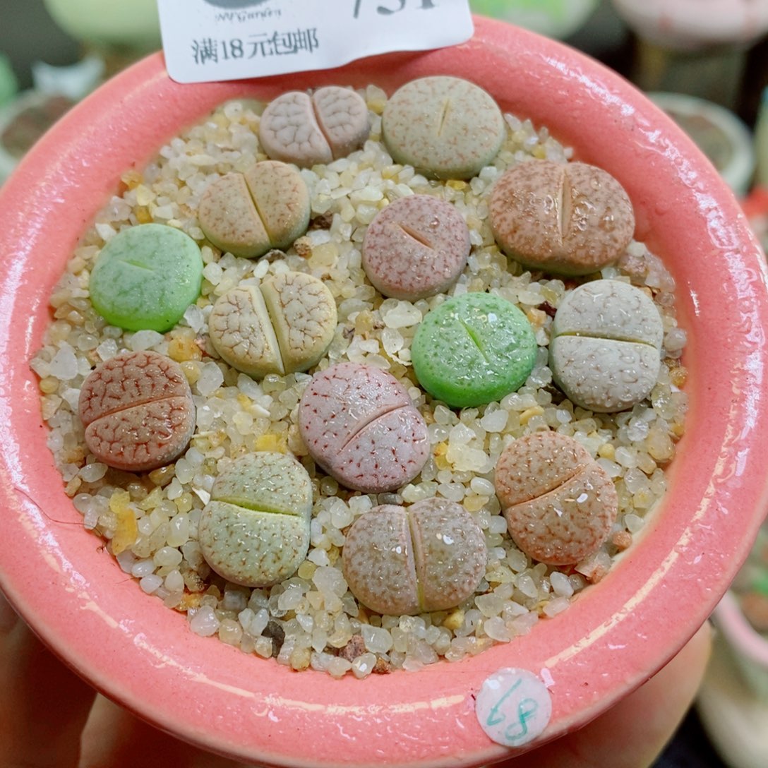 生石花花花花花花花花751