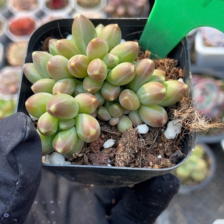 2047千代田多肉植物保护