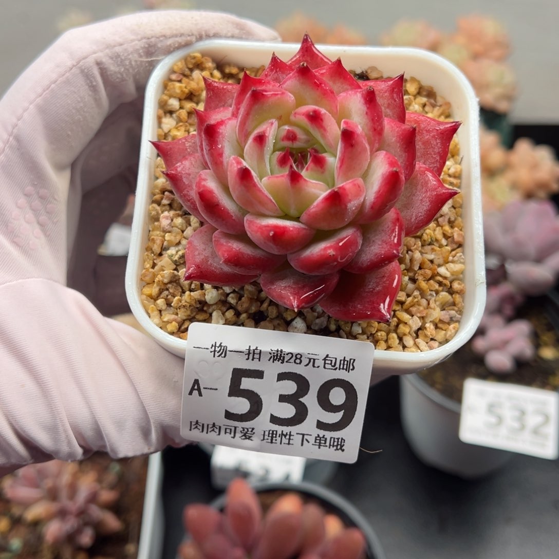 钻石卡罗拉多肉多肉多肉多肉