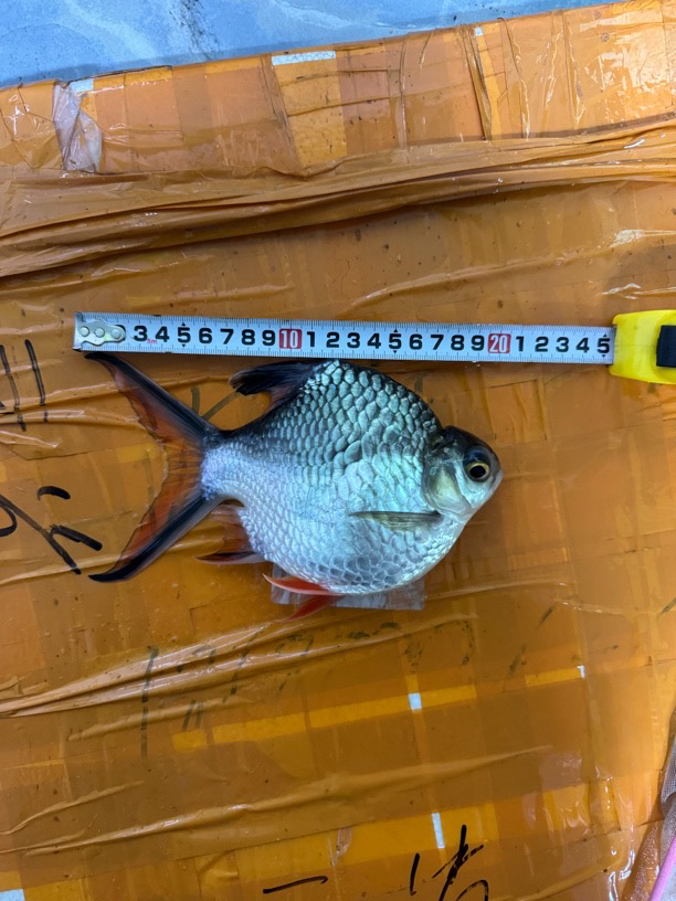 0号元宝泰国双侧鲫鱼