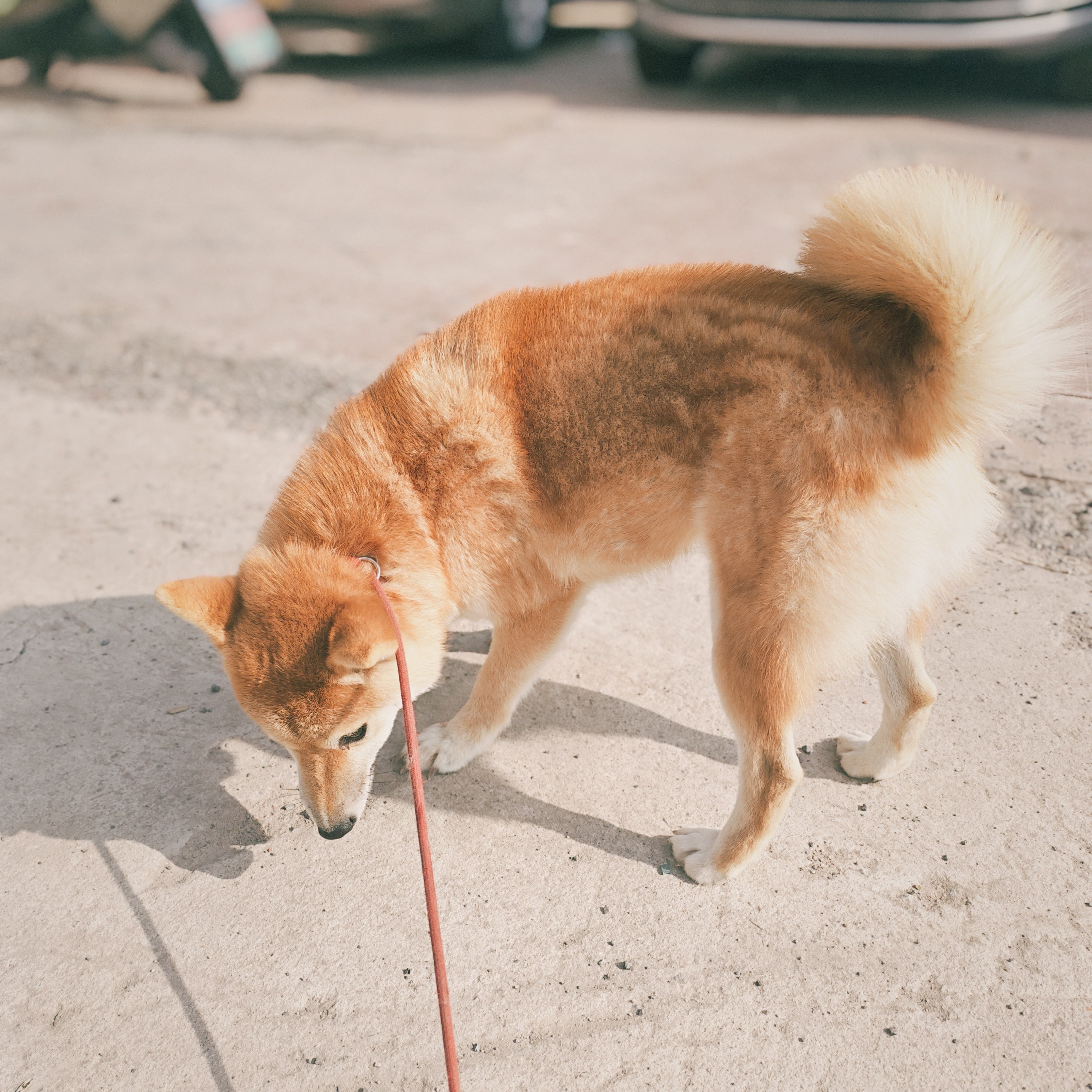 上海车界犬哥（精品柴犬幼犬）可爱小活物宠物
