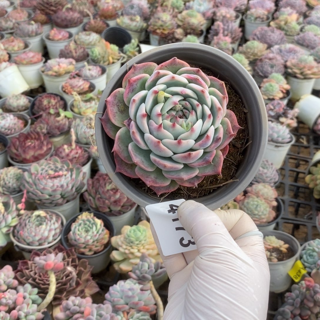 4173水蜜桃一物一拍