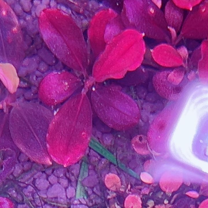 福利92号福利价植物一头