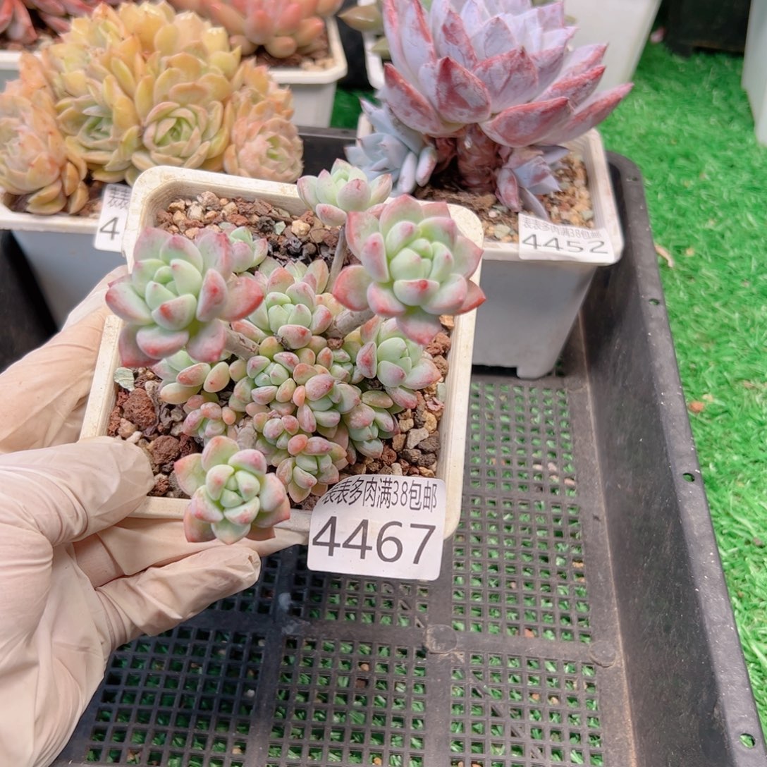 无花朵多肉一物一拍植物4467
