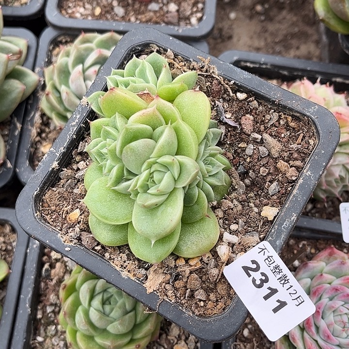 孤***影阿阿雅园艺。  2311