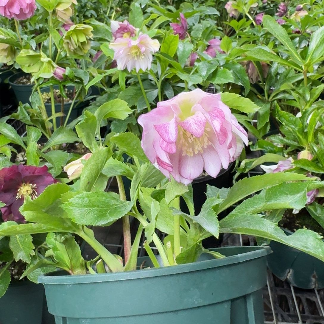 用***8少量花朵（建议范围：2朵-5朵 或40%以下）7702