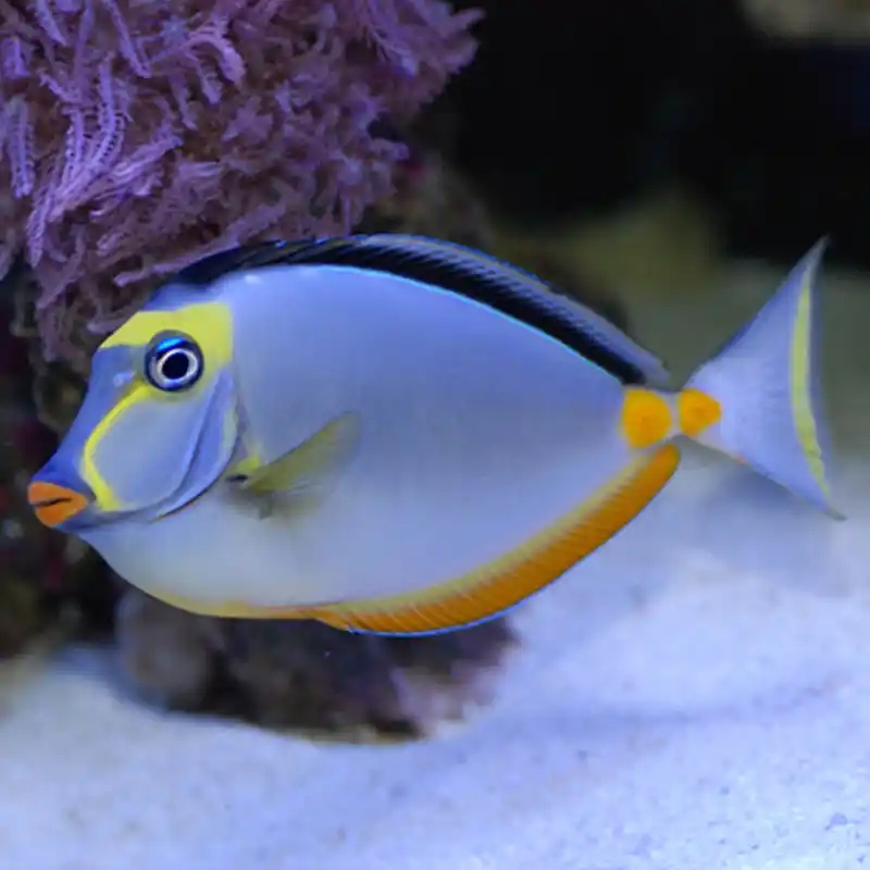 海水观赏鱼 天狗