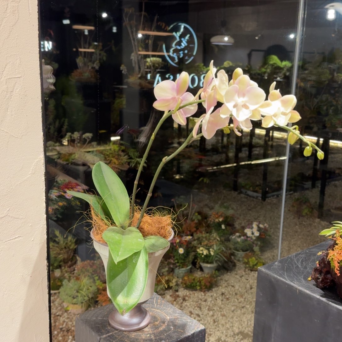 全部花朵蝴蝶兰手作盆