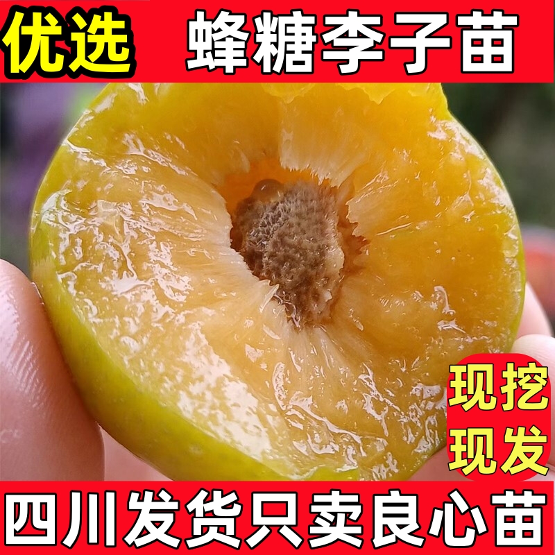 四川脱骨李子苗晚熟蜂糖李子树苗嫁接冰糖李子苗早熟脆甜养青脆李