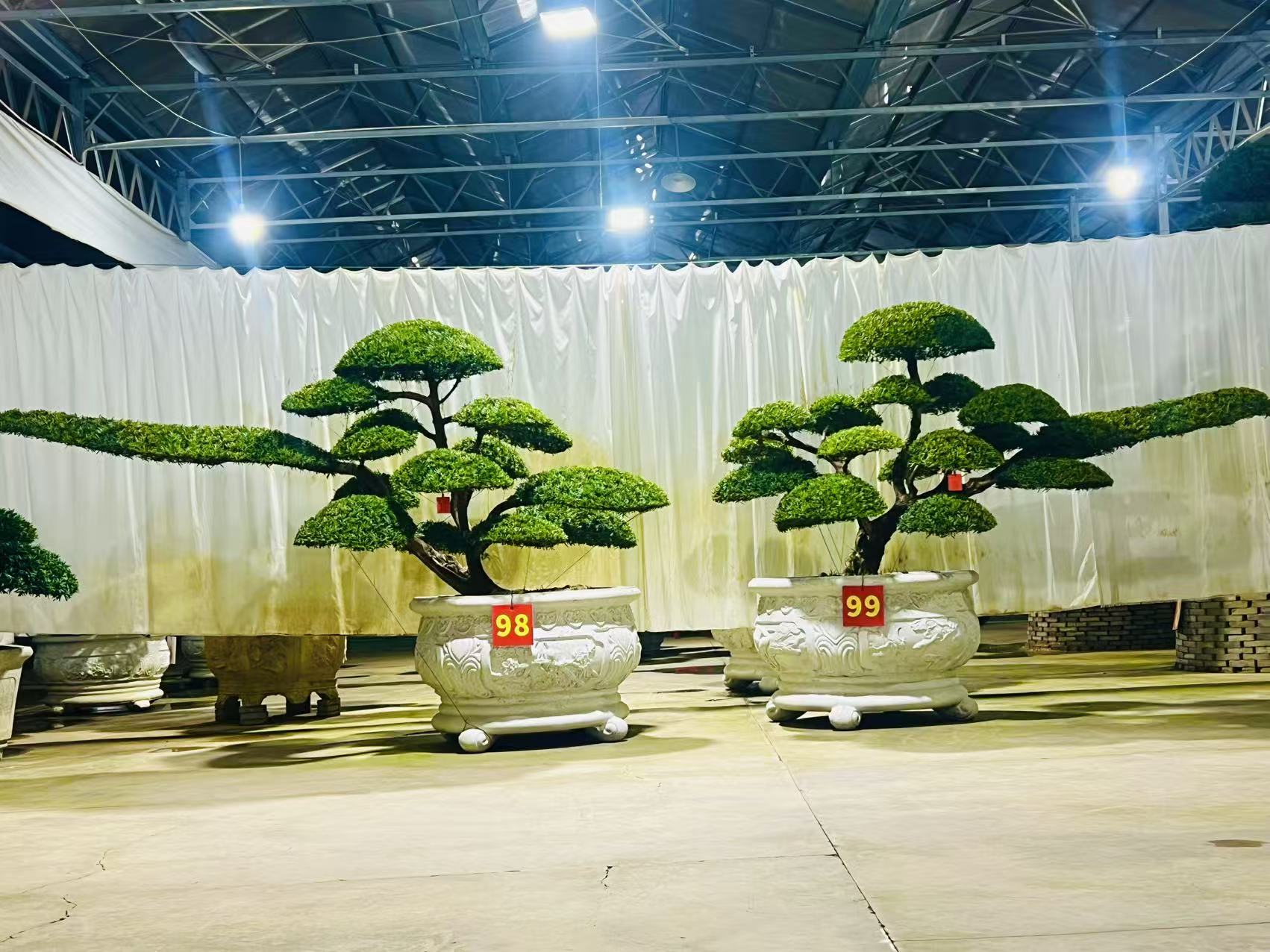 罗汉松黑松庭院别墅豪宅植物景观造型树盆景地栽景观树花卉绿植