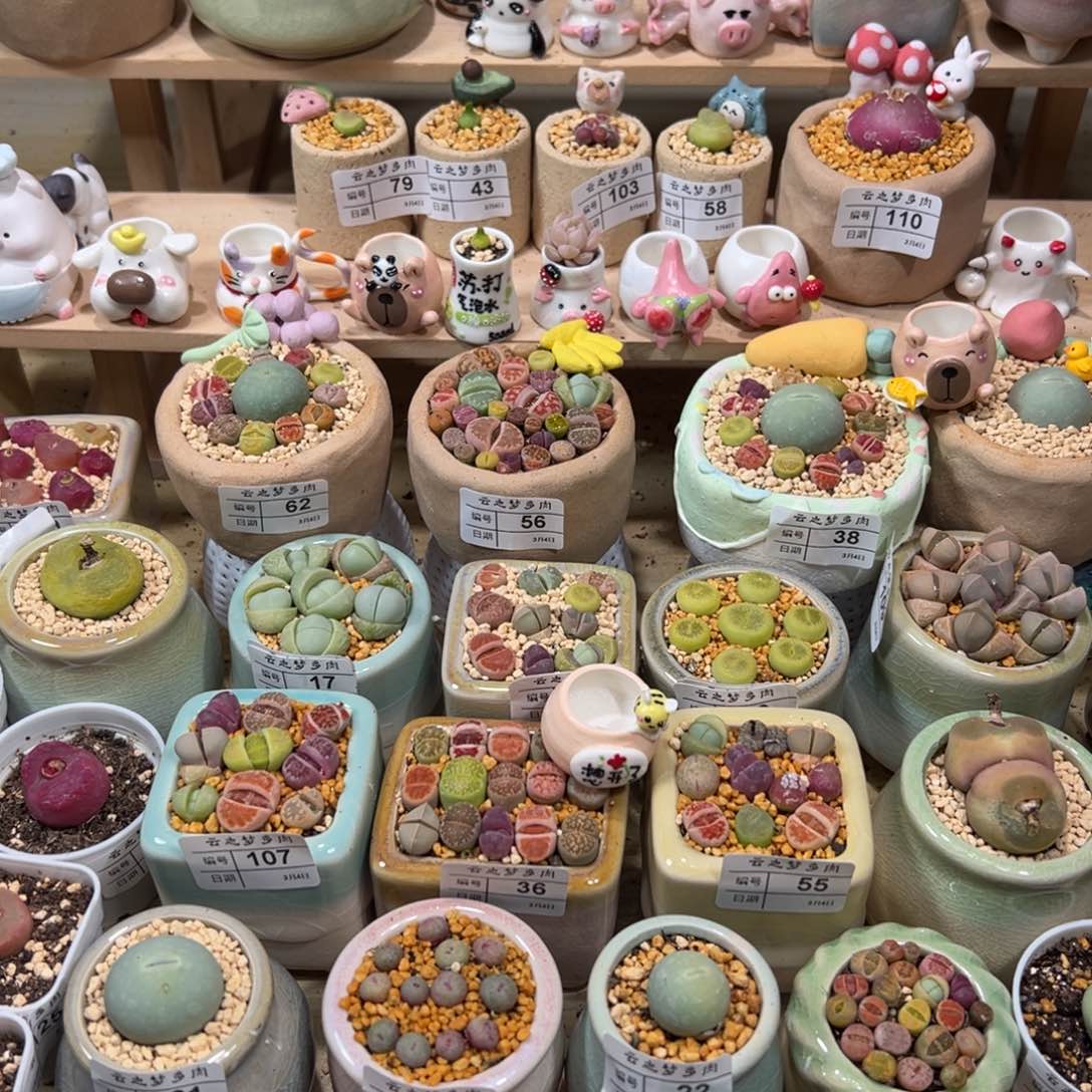 鹿*婧多肉植物补差价