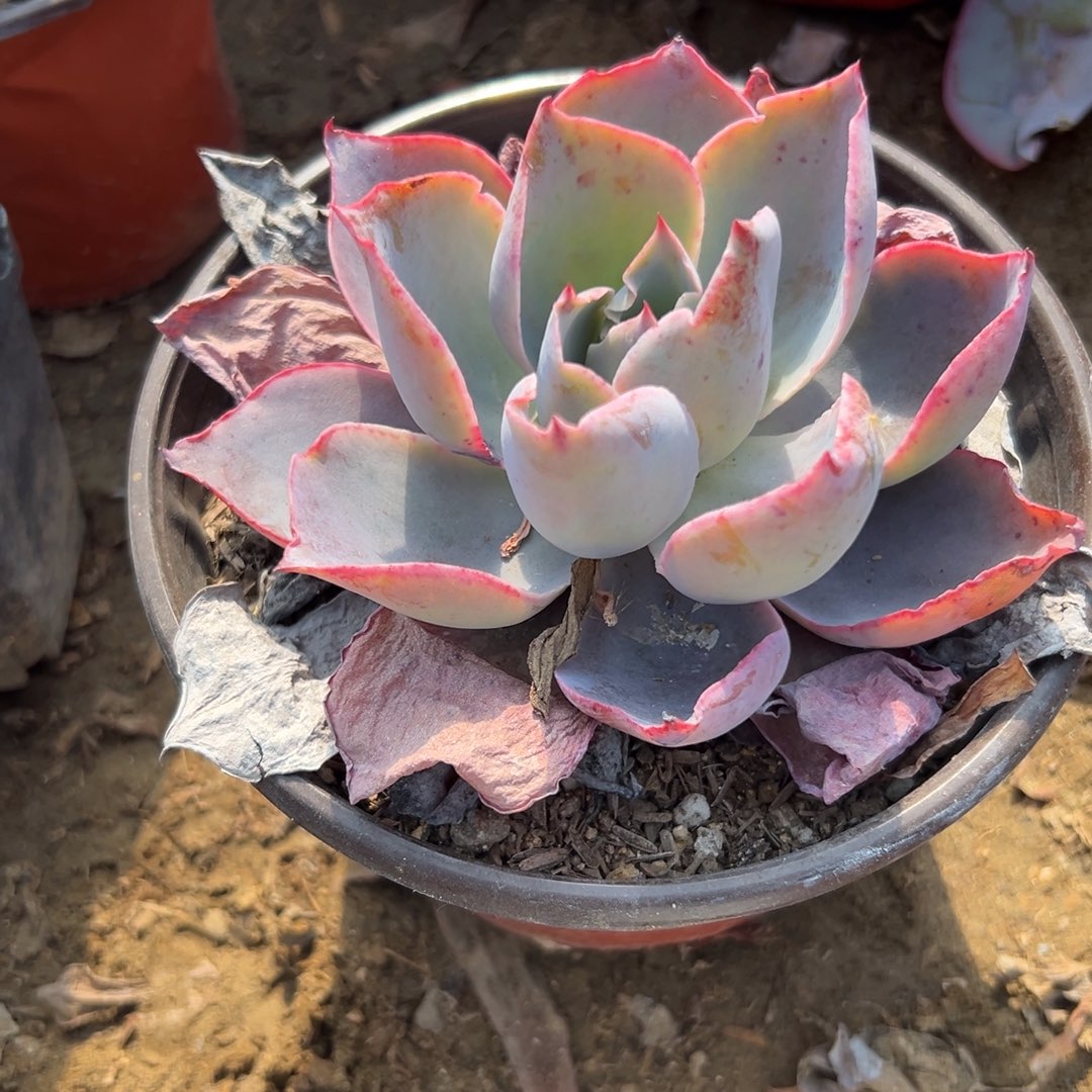 多肉植物晚霞单头