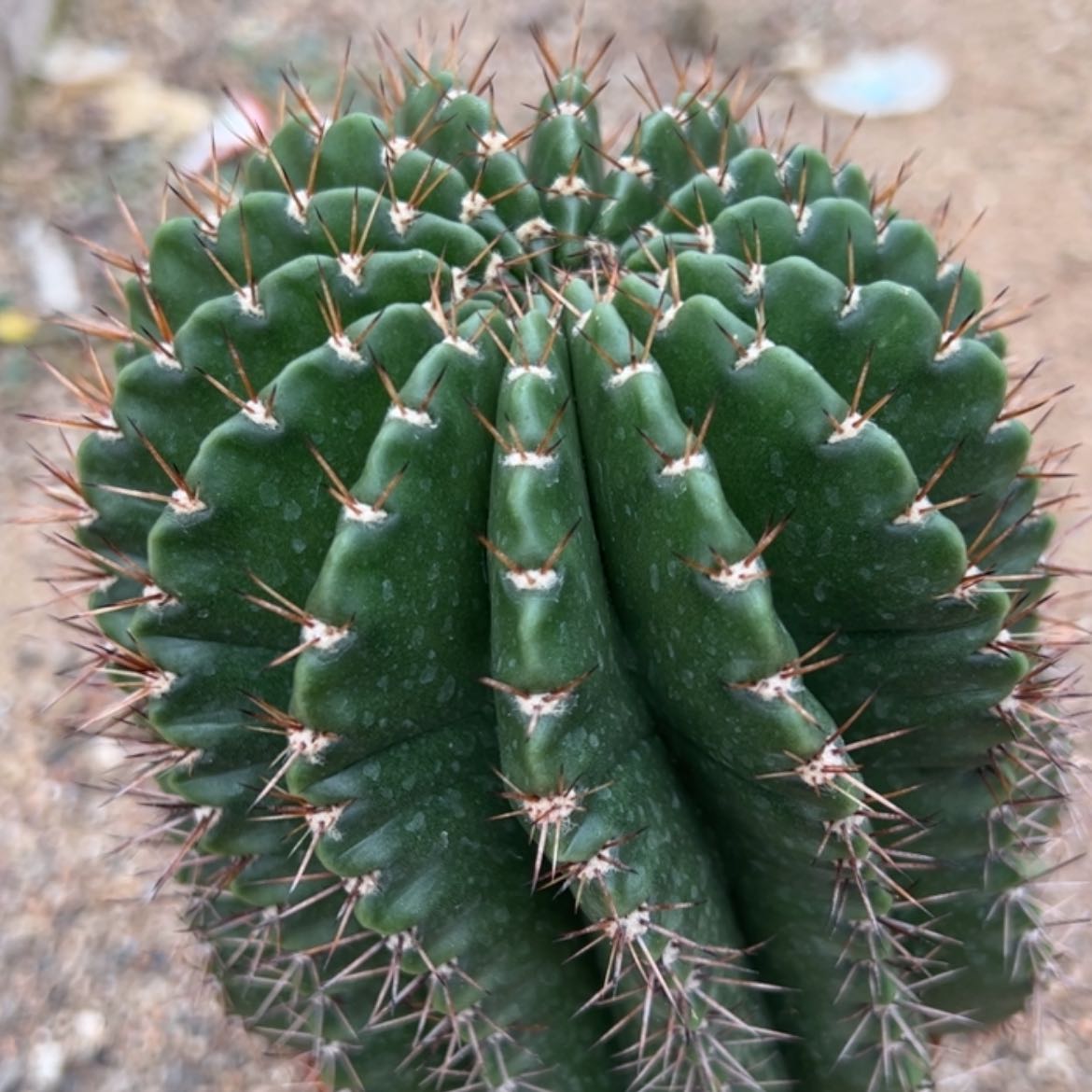 【闪购商品】一物一拍001