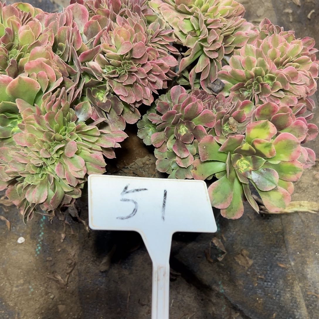 多肉植物香菲缀花51
