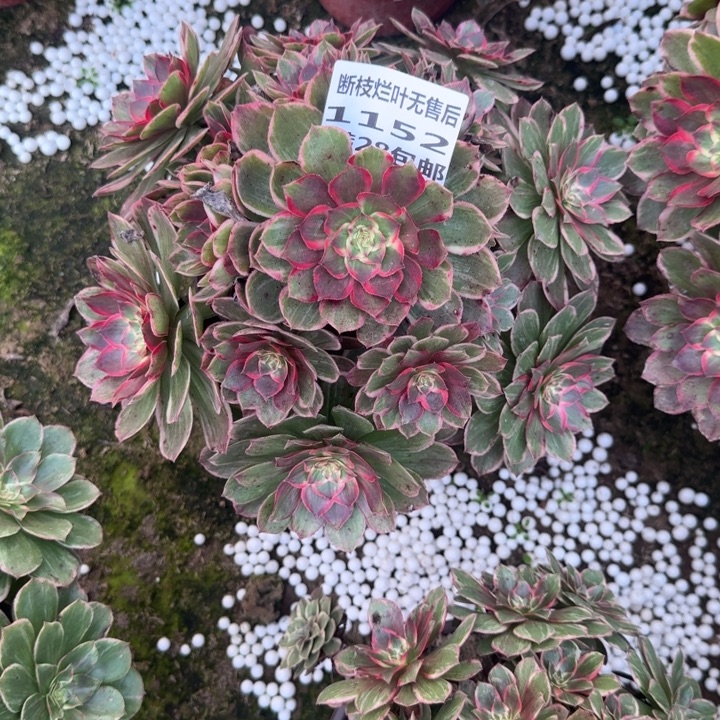 1152一号棚莲花座A