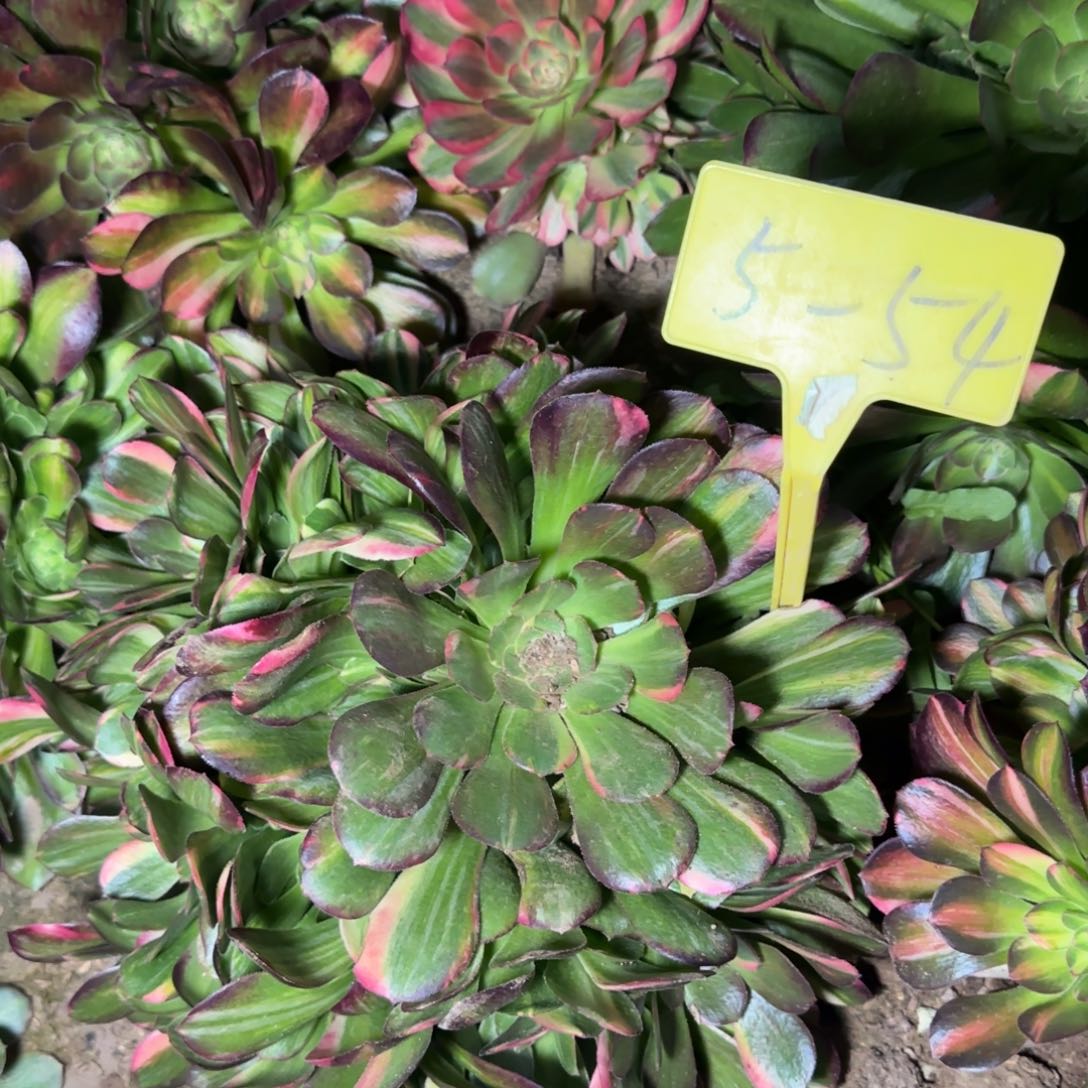 5+54---多头多肉植物