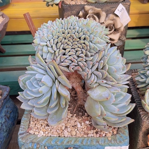 一物一拍星影缀化