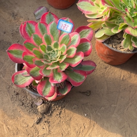 心**动183多肉植物组合