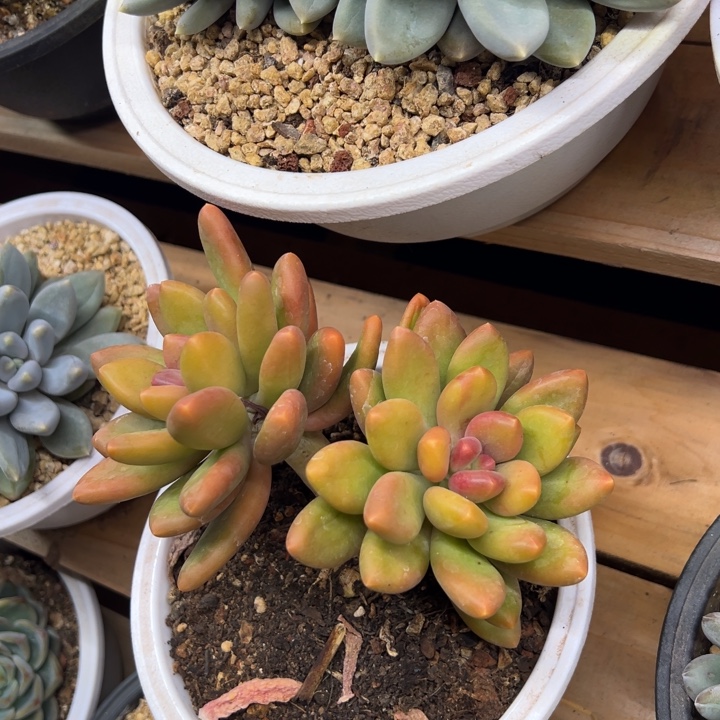 潘朵拉 老桩 夏鸣园艺