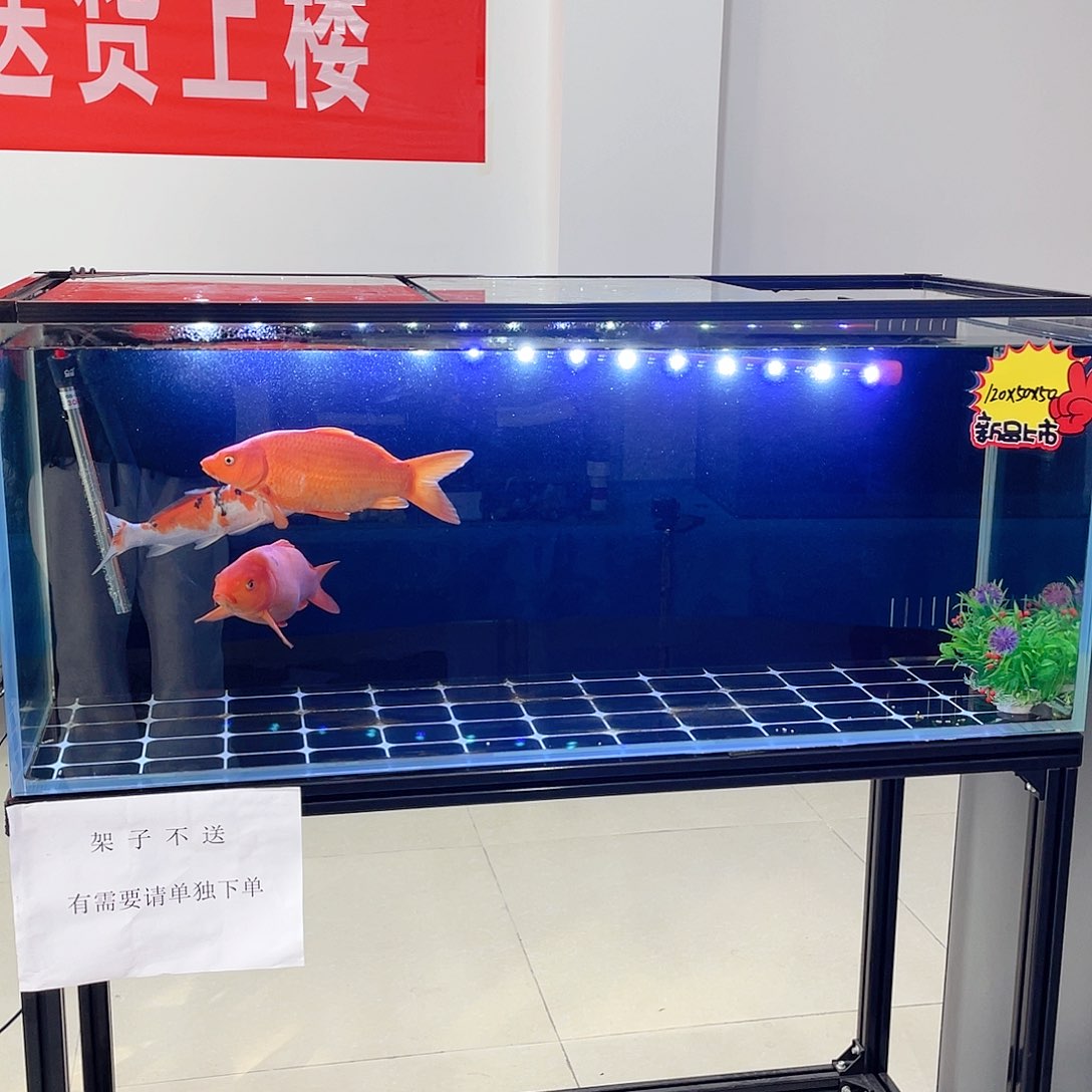 玻璃欢**怀120 50 50 双进双出鱼马桶全套