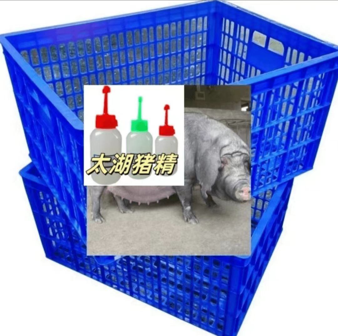 高产太湖母猪包邮养殖场周转猪框子