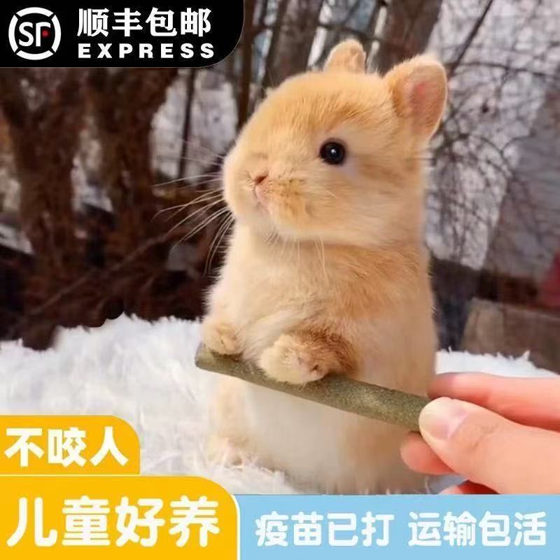 进口美系双血统侏儒兔垂耳兔高颜值兔子