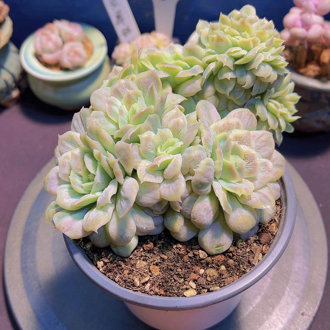 把***哑泡泡莎，裸根发货，