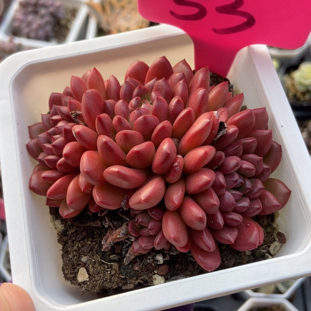 53红宝石多肉植物多肉