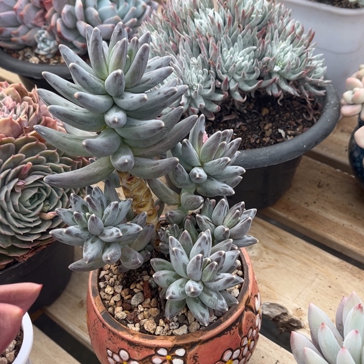 乌拉克拉多肉植物2 7 8