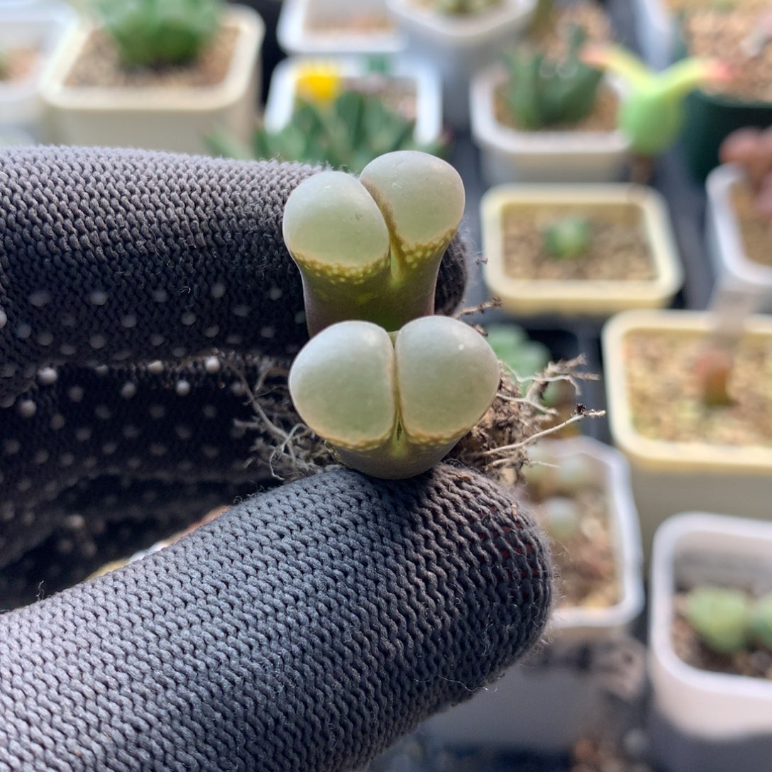 909风铃母本一颗