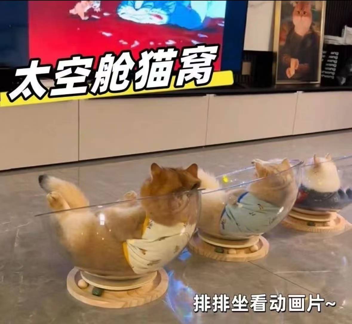 高透明亚克力实木太空舱猫窝四季适用可当猫咪玩具