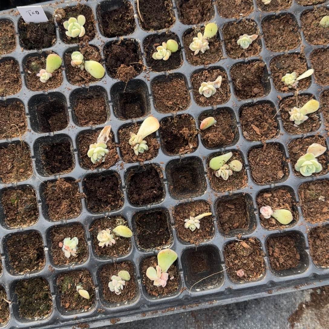 T20 一个穴满25包邮