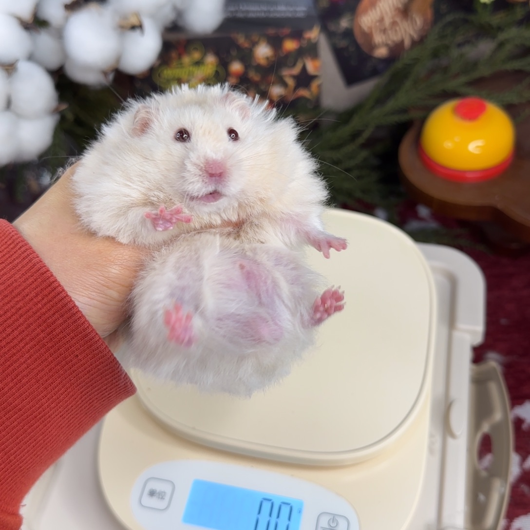 银灰金弟弟10.18生日